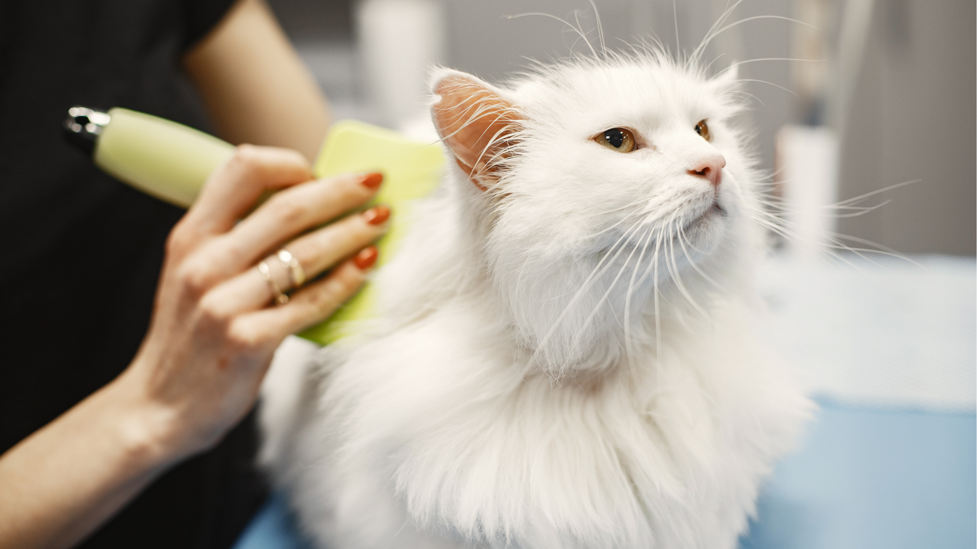 Pet Groomer